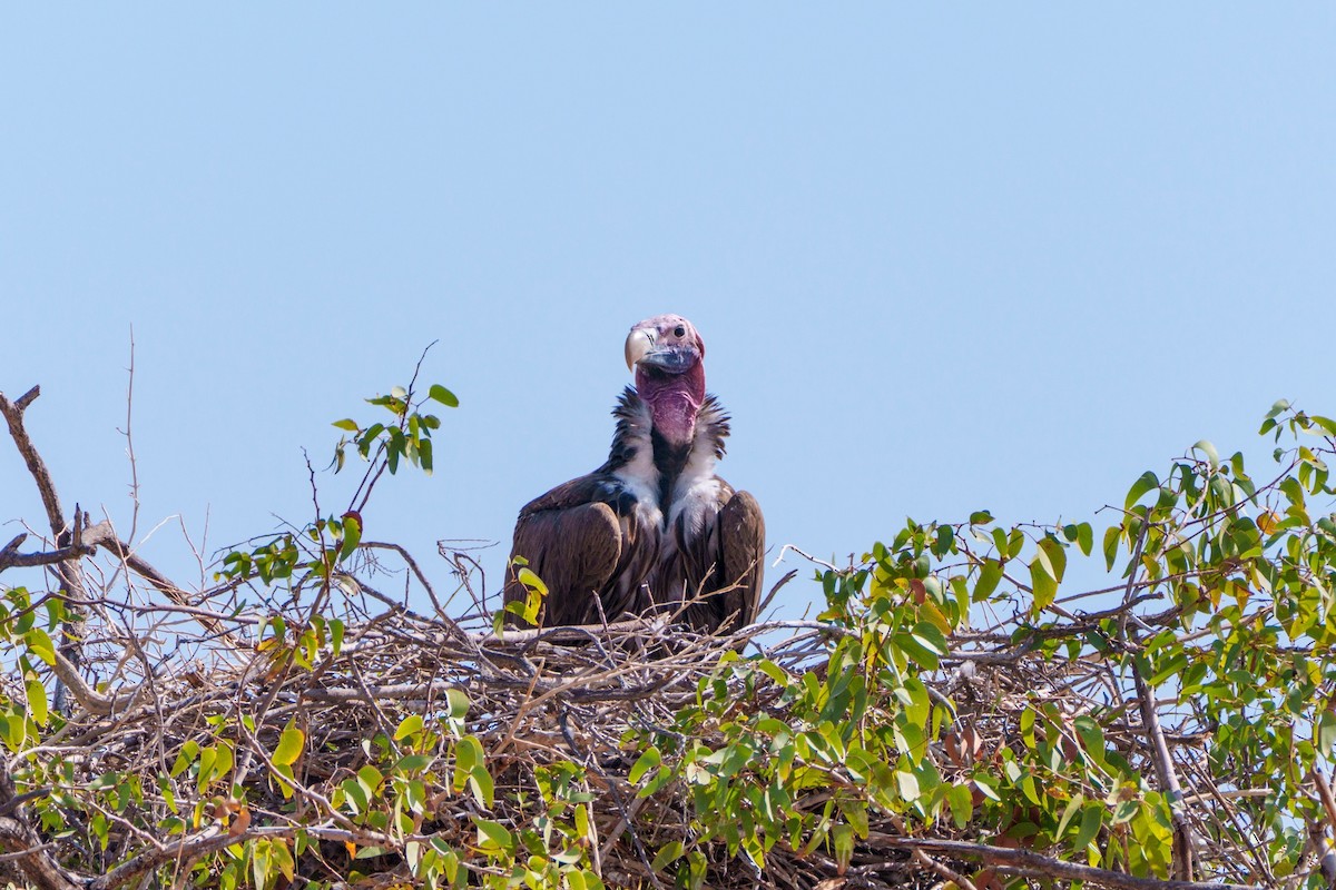 Sai belarriduna - ML644630860