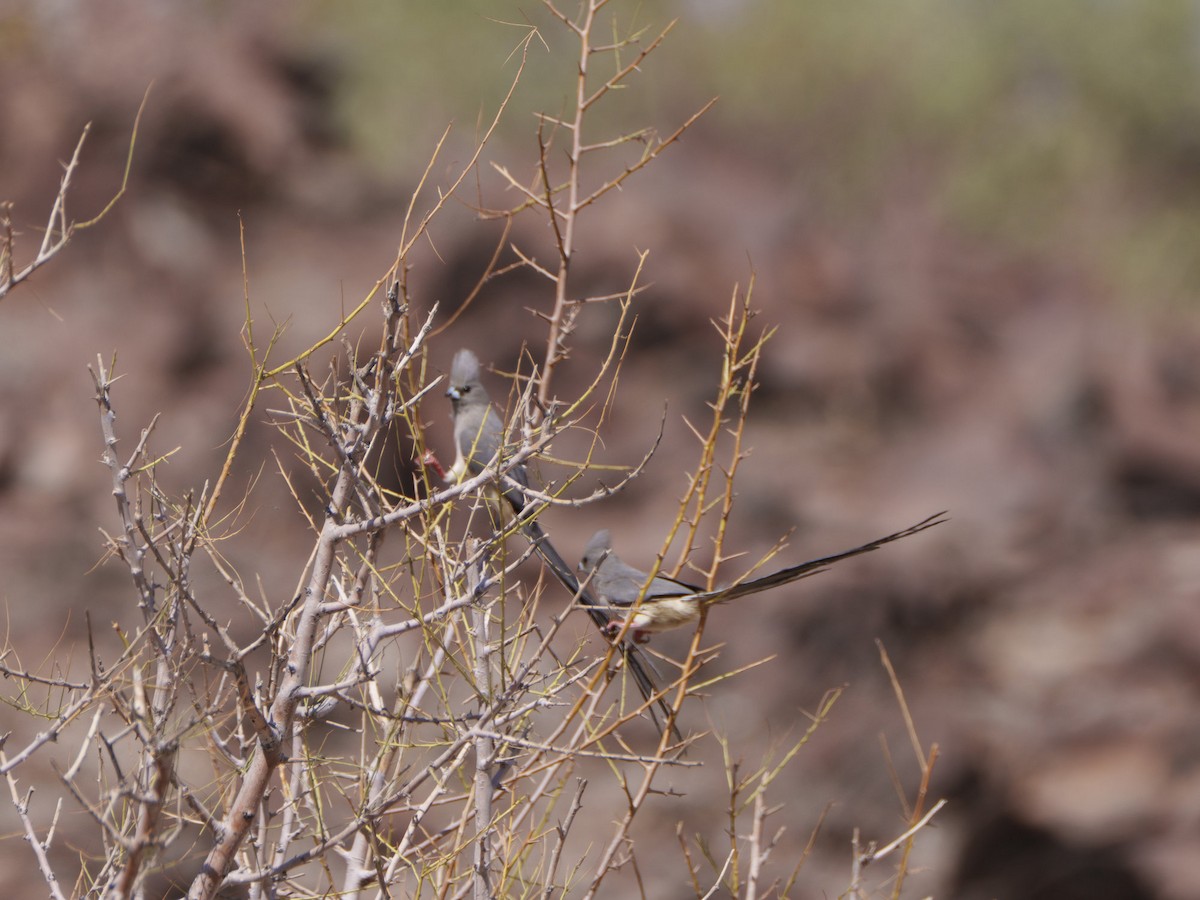 White-backed Mousebird - ML644630861