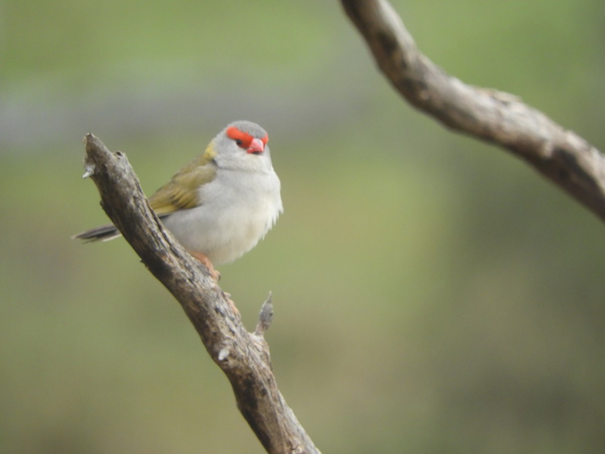 Red-browed Firetail - ML644630863