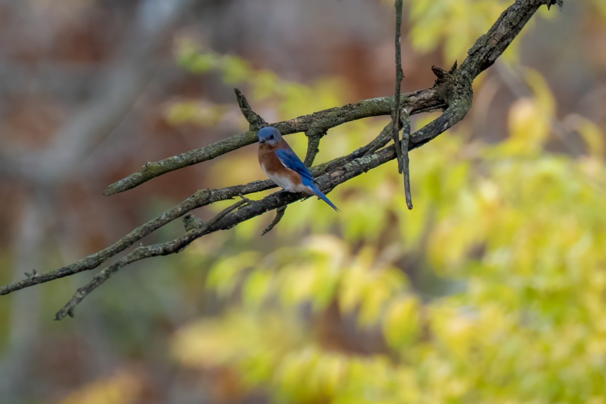 Eastern Bluebird - ML644630867