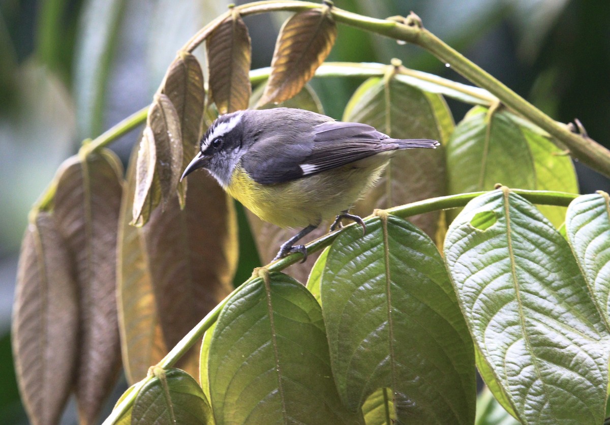 Sucrier à ventre jaune - ML644630869