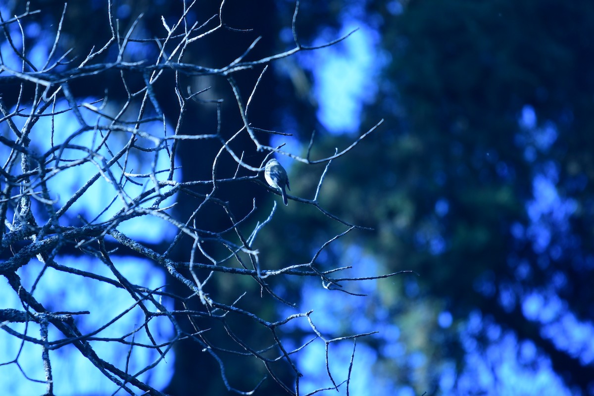 Hammond's Flycatcher - ML644630872