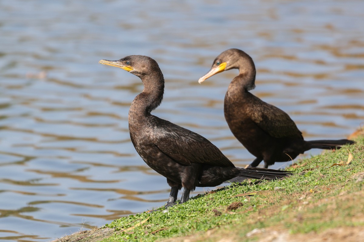 Neotropic Cormorant - ML644630873
