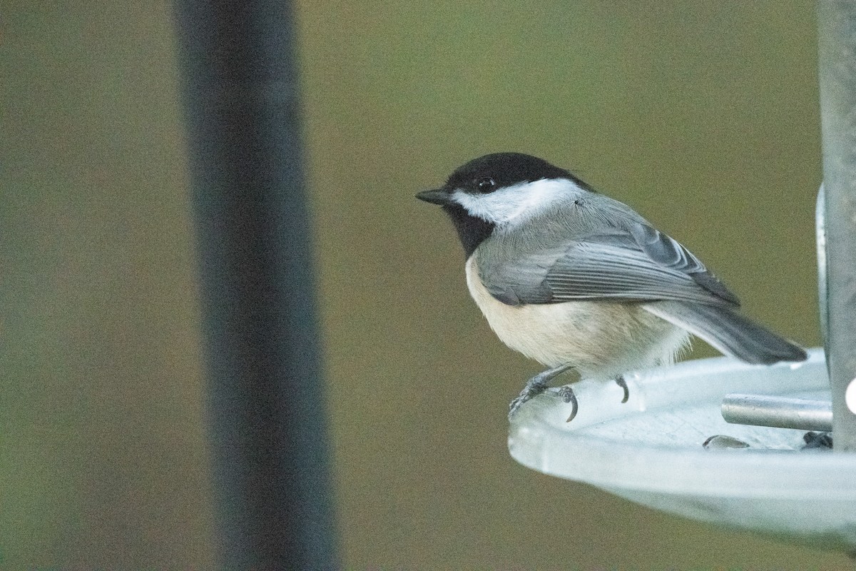 Karolina/Amerika Baştankarası - ML644630875