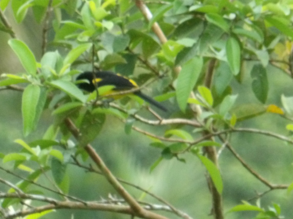 Turpial Cabecinegro - ML644630879