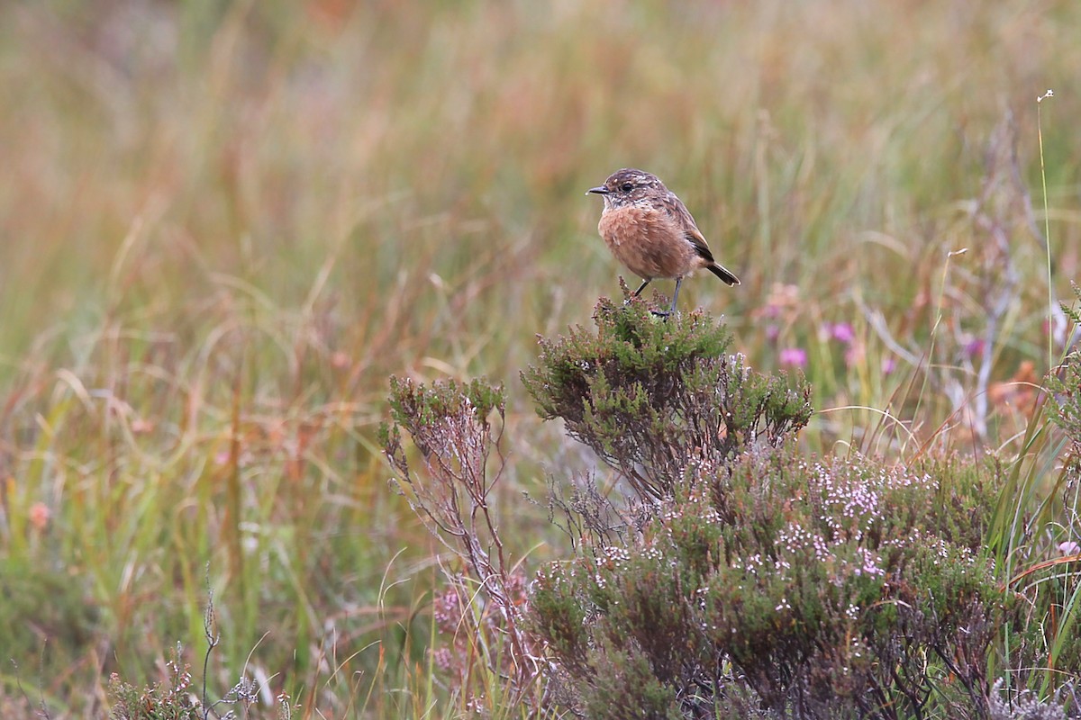 European Stonechat - ML644630885