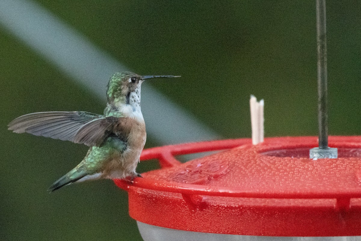 Kızıl Sırtlı Kolibri - ML644630887