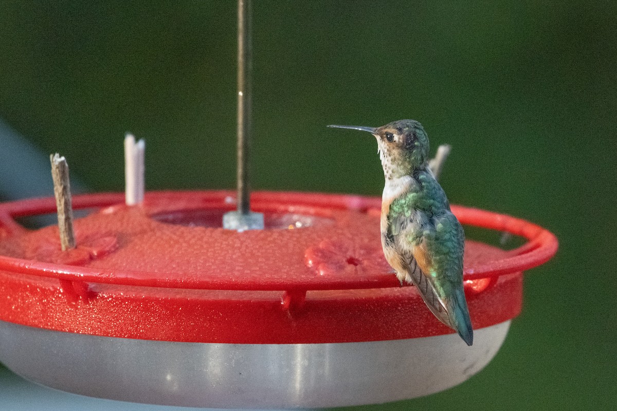 Kızıl Sırtlı Kolibri - ML644630888