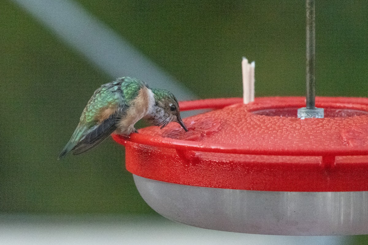 Kızıl Sırtlı Kolibri - ML644630891