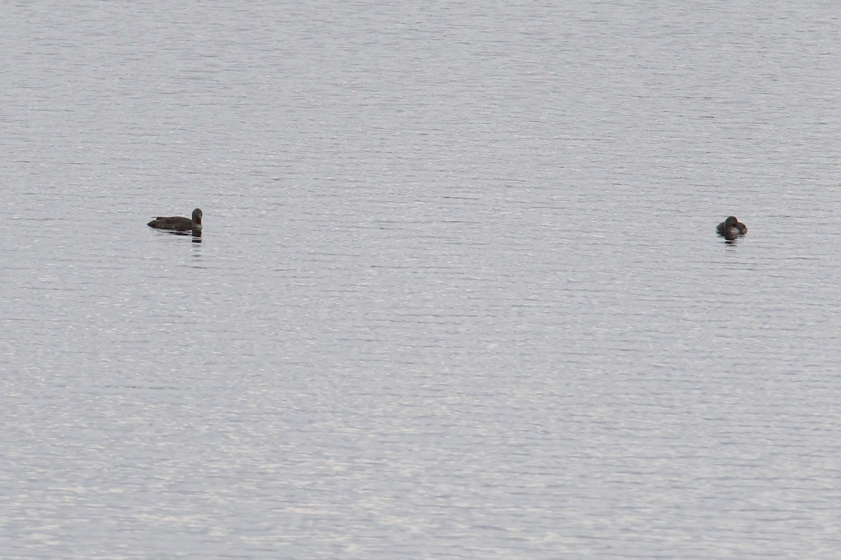 Plongeon catmarin - ML644630895