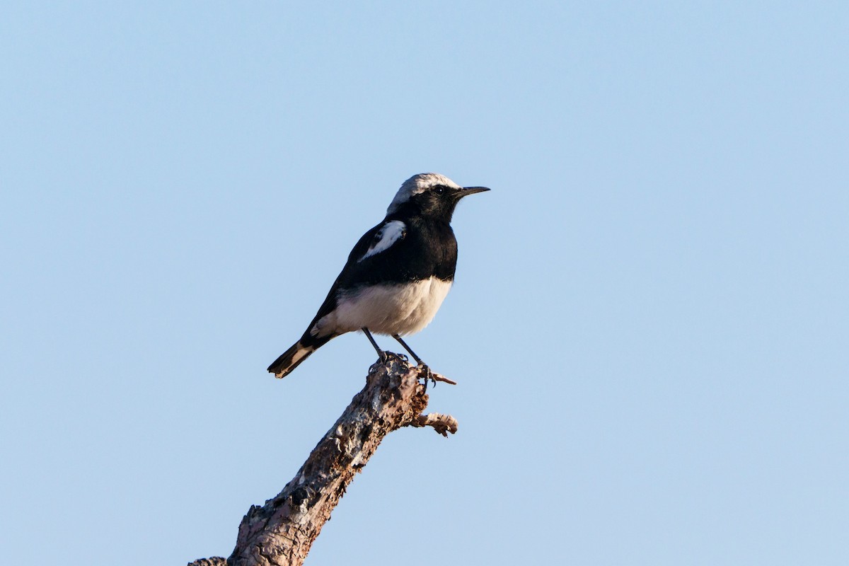 Mountain Chat - ML644630896