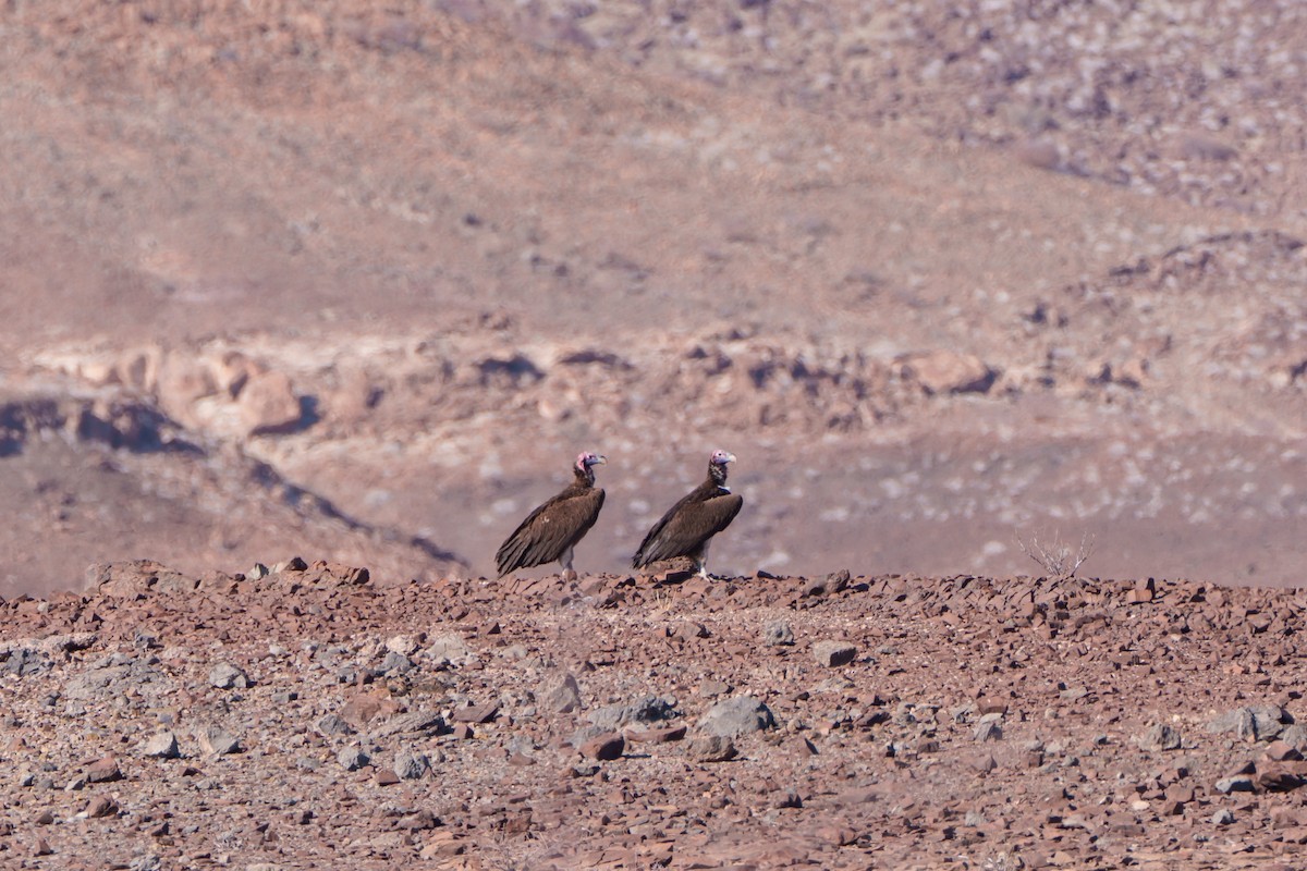 Sai belarriduna - ML644630897