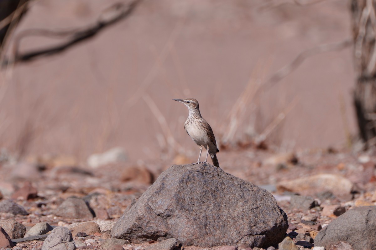 Karoo Long-billed Lark - ML644630902