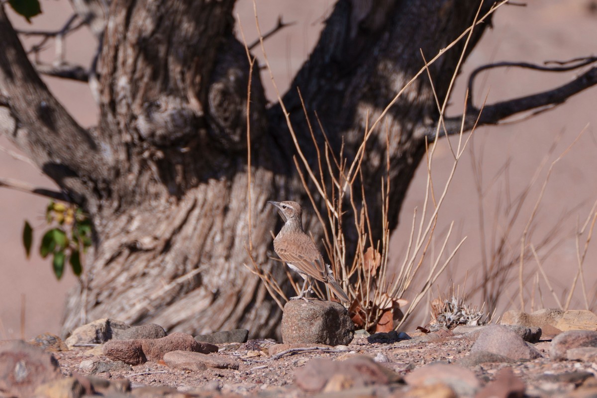 Karoo Long-billed Lark - ML644630903