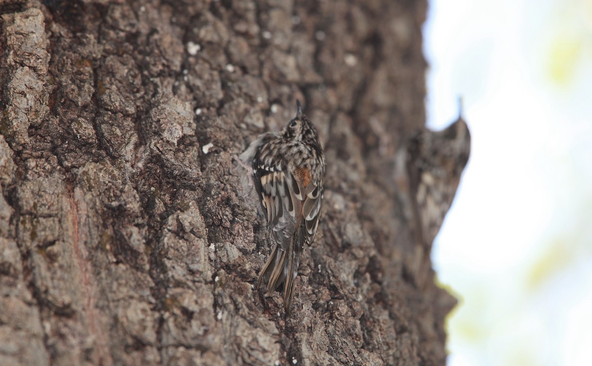 Grimpereau brun - ML644630910