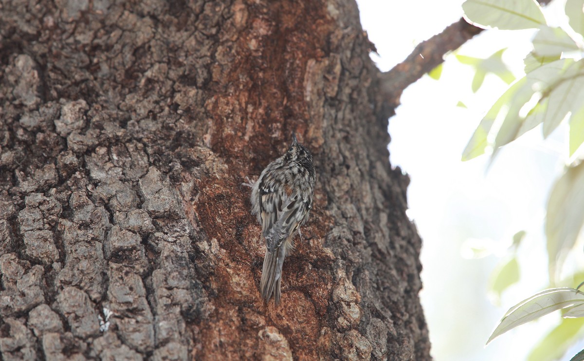 Grimpereau brun - ML644630911