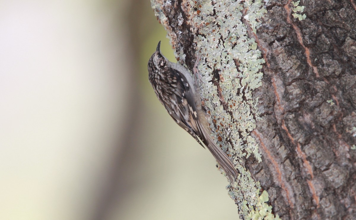 Grimpereau brun - ML644630915