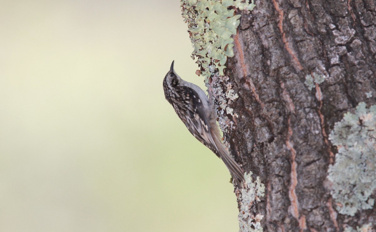 Grimpereau brun - ML644630916