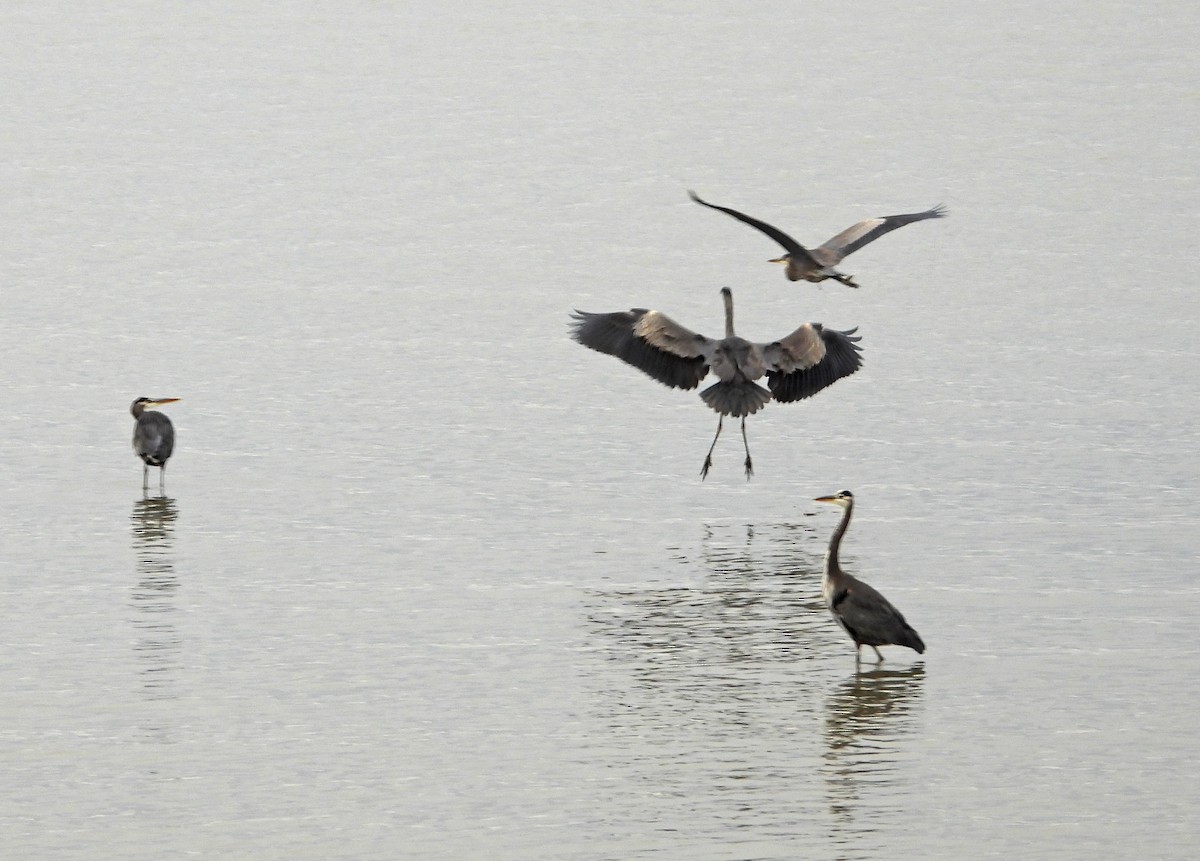 herodiashegre - ML644630930