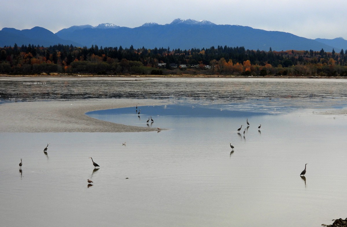 herodiashegre - ML644630931