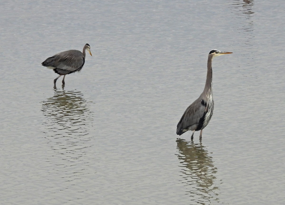 herodiashegre - ML644630932