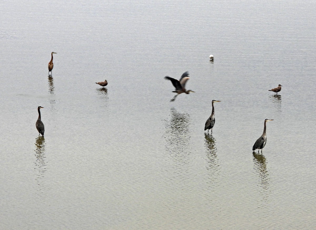 herodiashegre - ML644630933