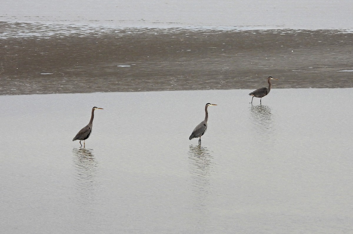 herodiashegre - ML644630934