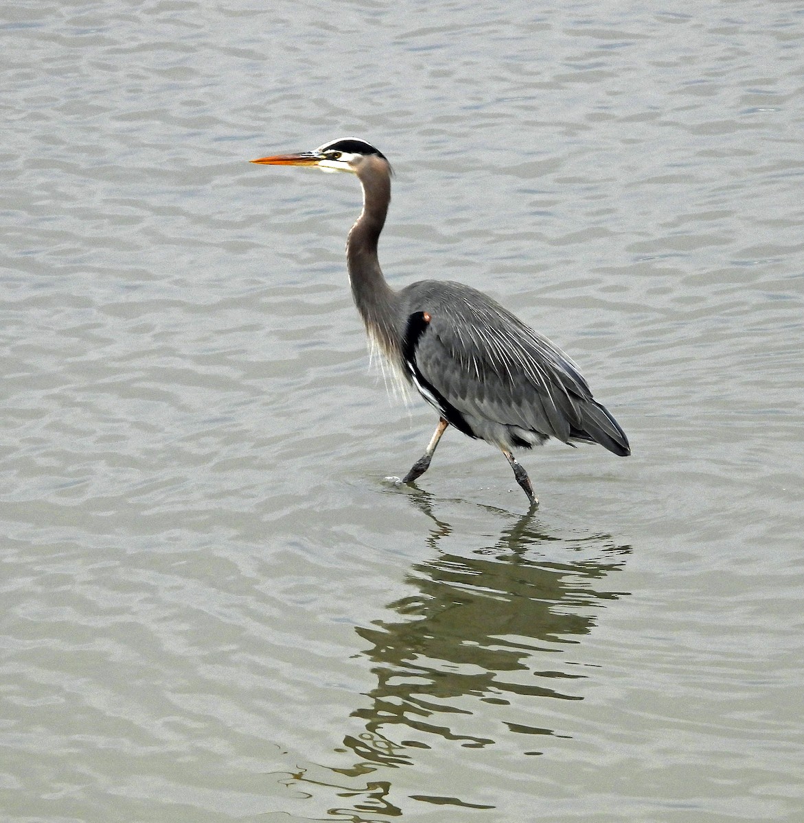 herodiashegre - ML644630936