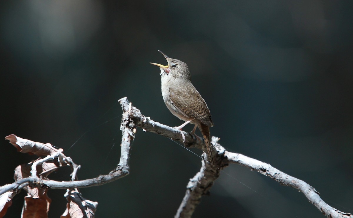 Troglodyte familier - ML644630937