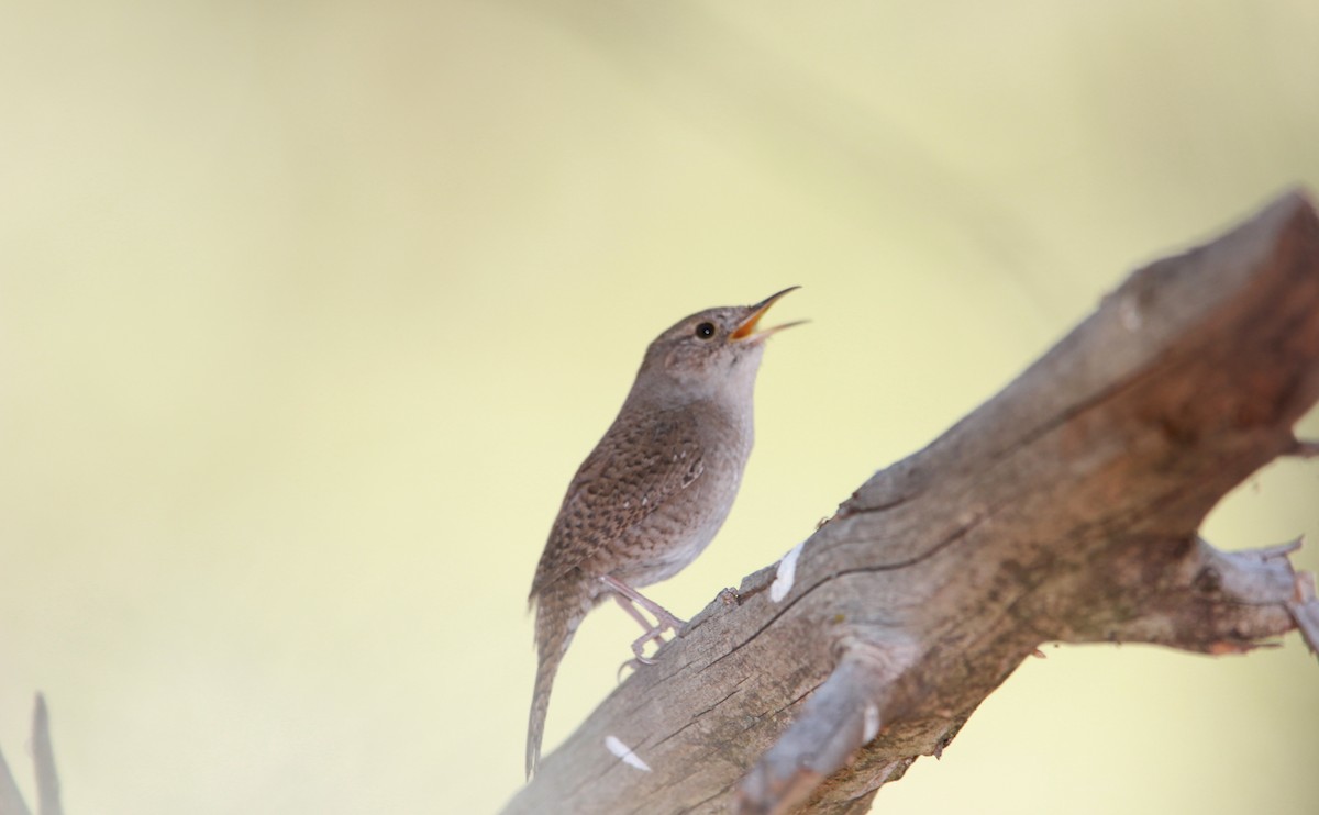 Troglodyte familier - ML644630938