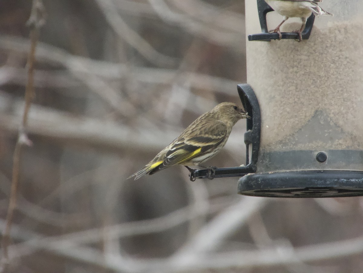 Tarin des pins - ML644630939