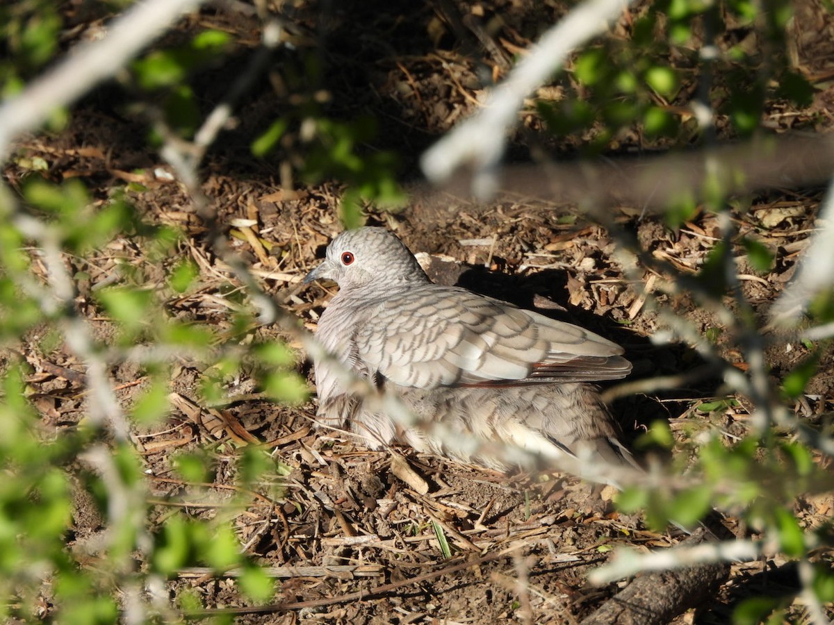 インカバト - ML644630948