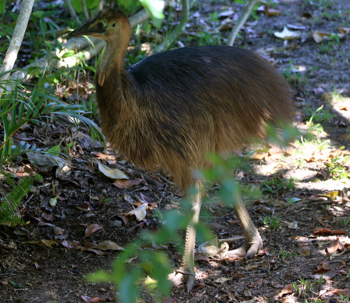 Southern Cassowary - ML644630953