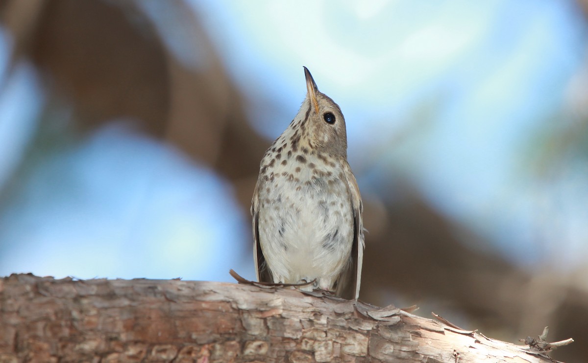 Grive solitaire - ML644630954