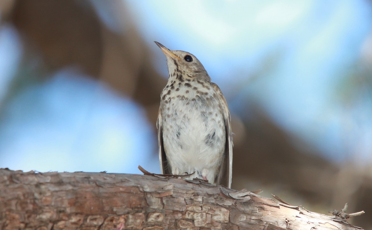 Grive solitaire - ML644630955