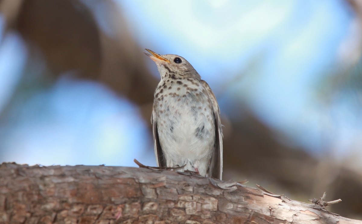 Grive solitaire - ML644630956