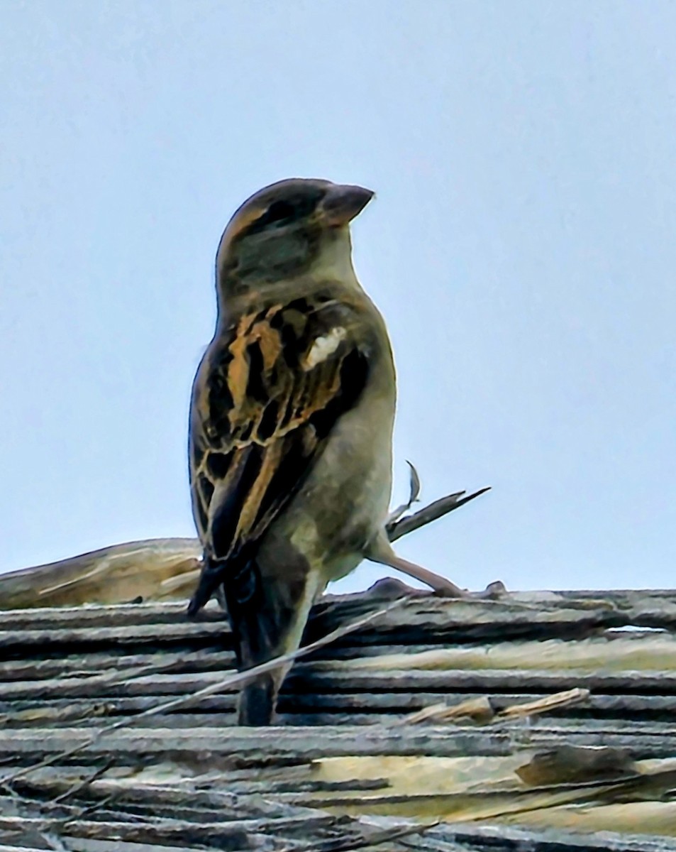 gråspurv - ML644630959