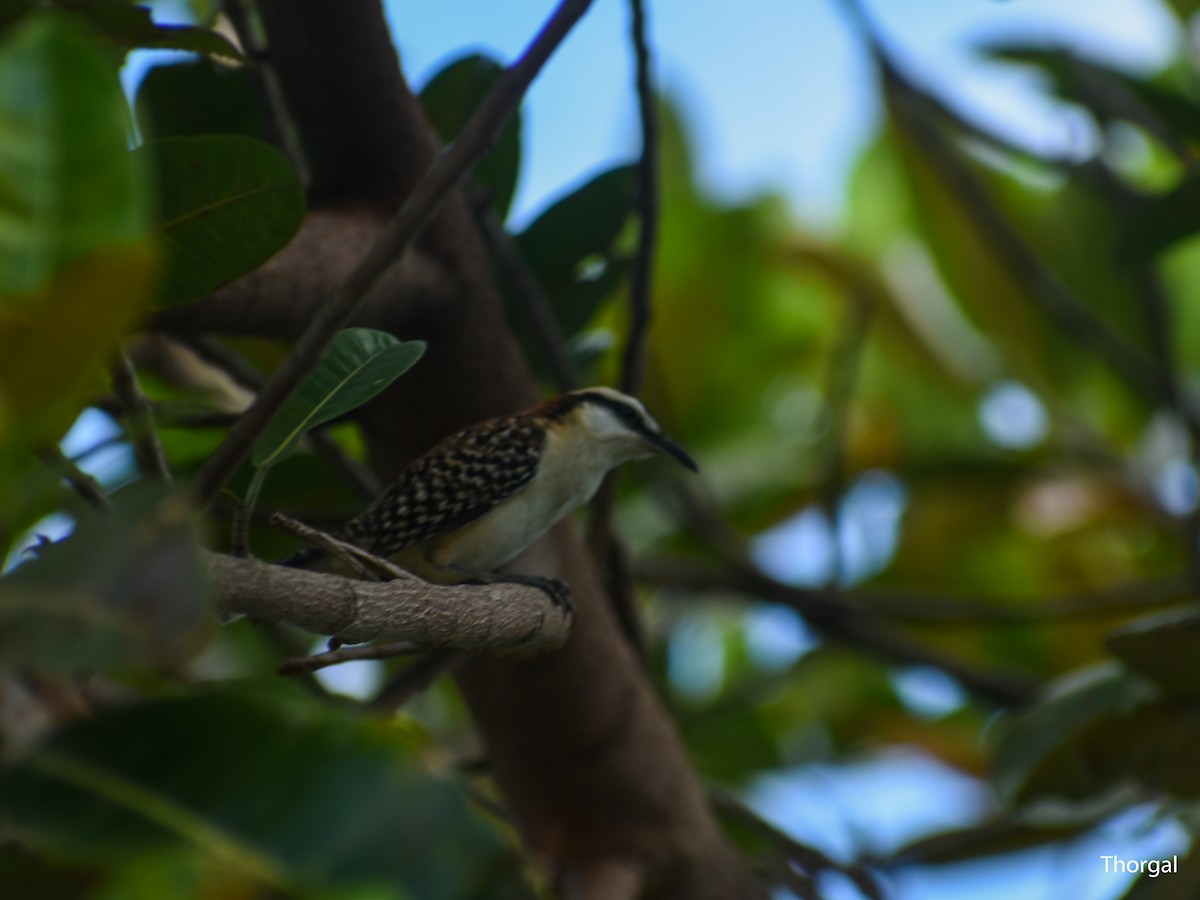 Rufous-backed Wren - ML644630960