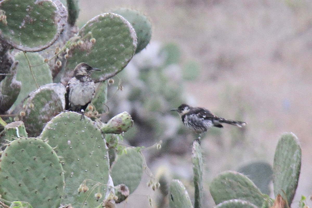 Moqueur de Floreana - ML644630963