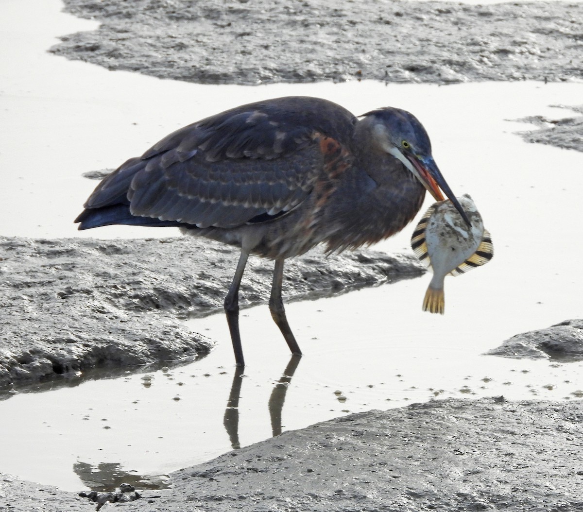 herodiashegre - ML644630965