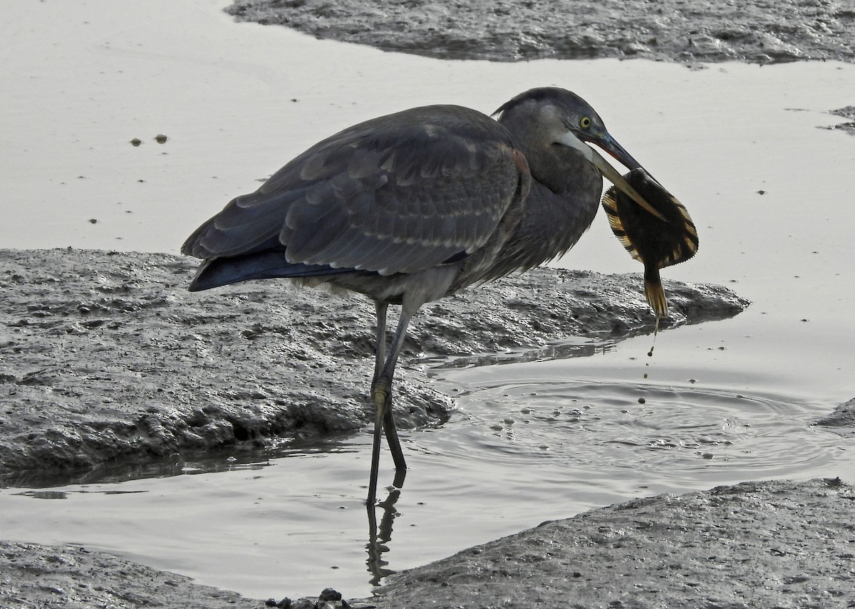 herodiashegre - ML644630966