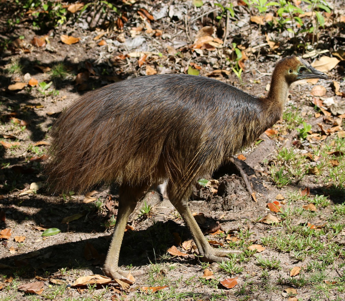 Southern Cassowary - ML644630969