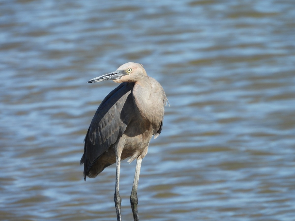 Reddish Egret - ML644630971