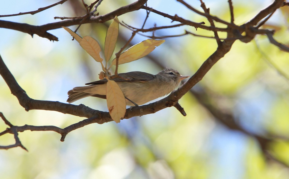 Viréo de Swainson - ML644630976