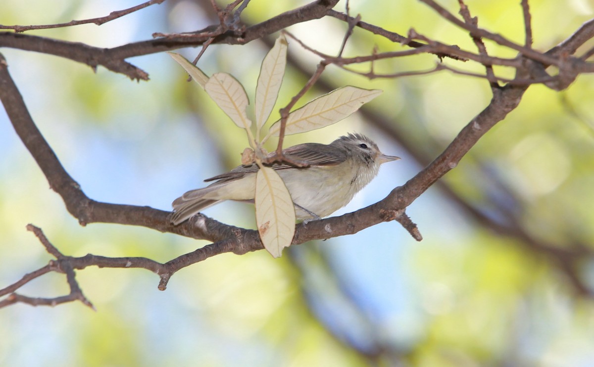 Viréo de Swainson - ML644630977