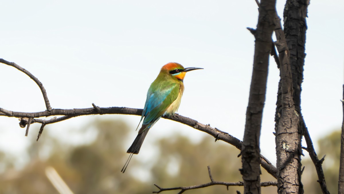 Regenbogenspint - ML644630978