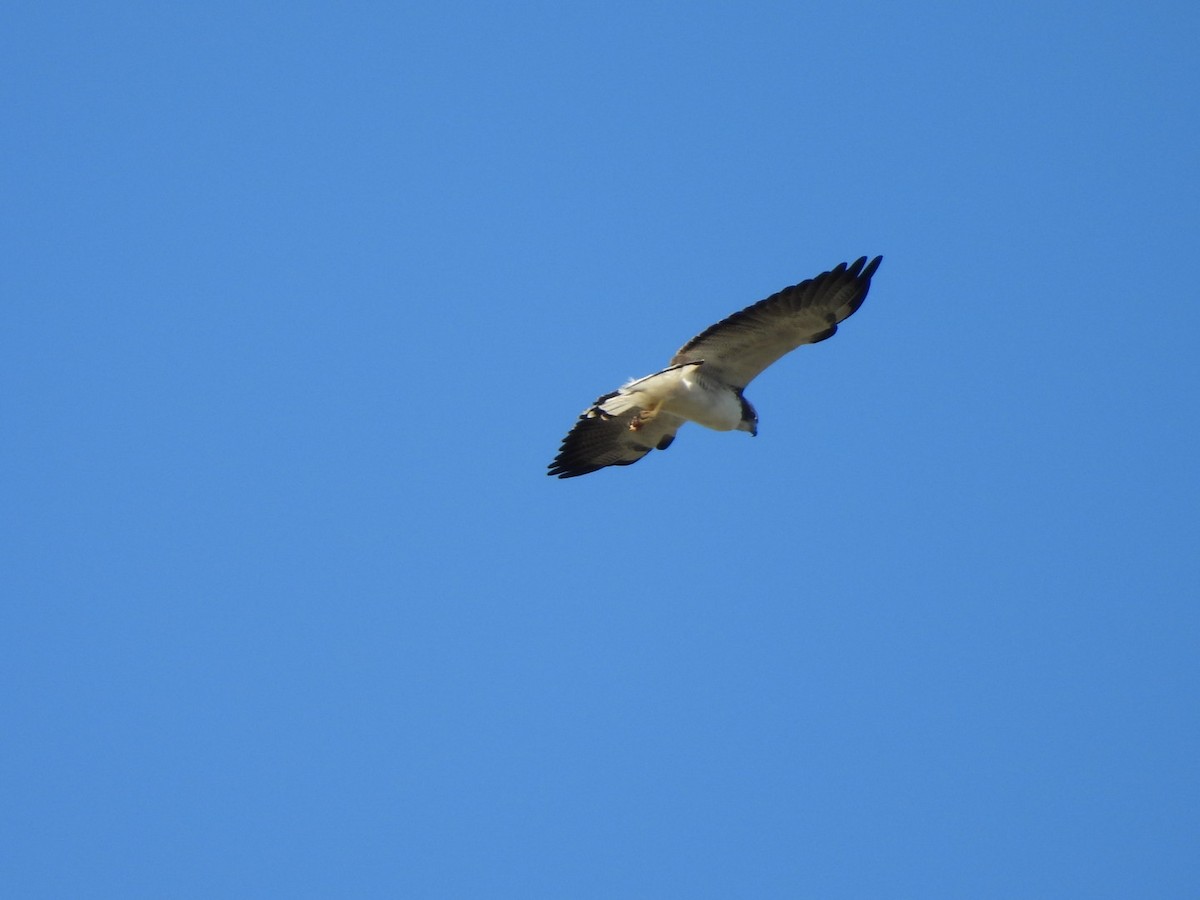 オジロノスリ - ML644630979