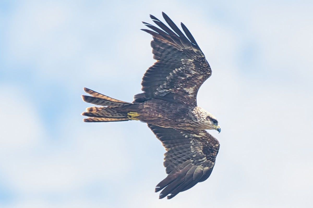 Milan noir (groupe migrans) - ML644630982