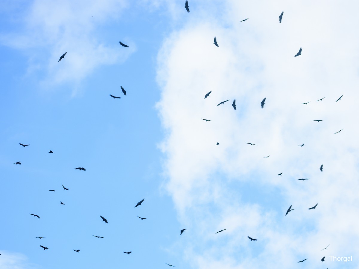 kondor havranovitý - ML644630983