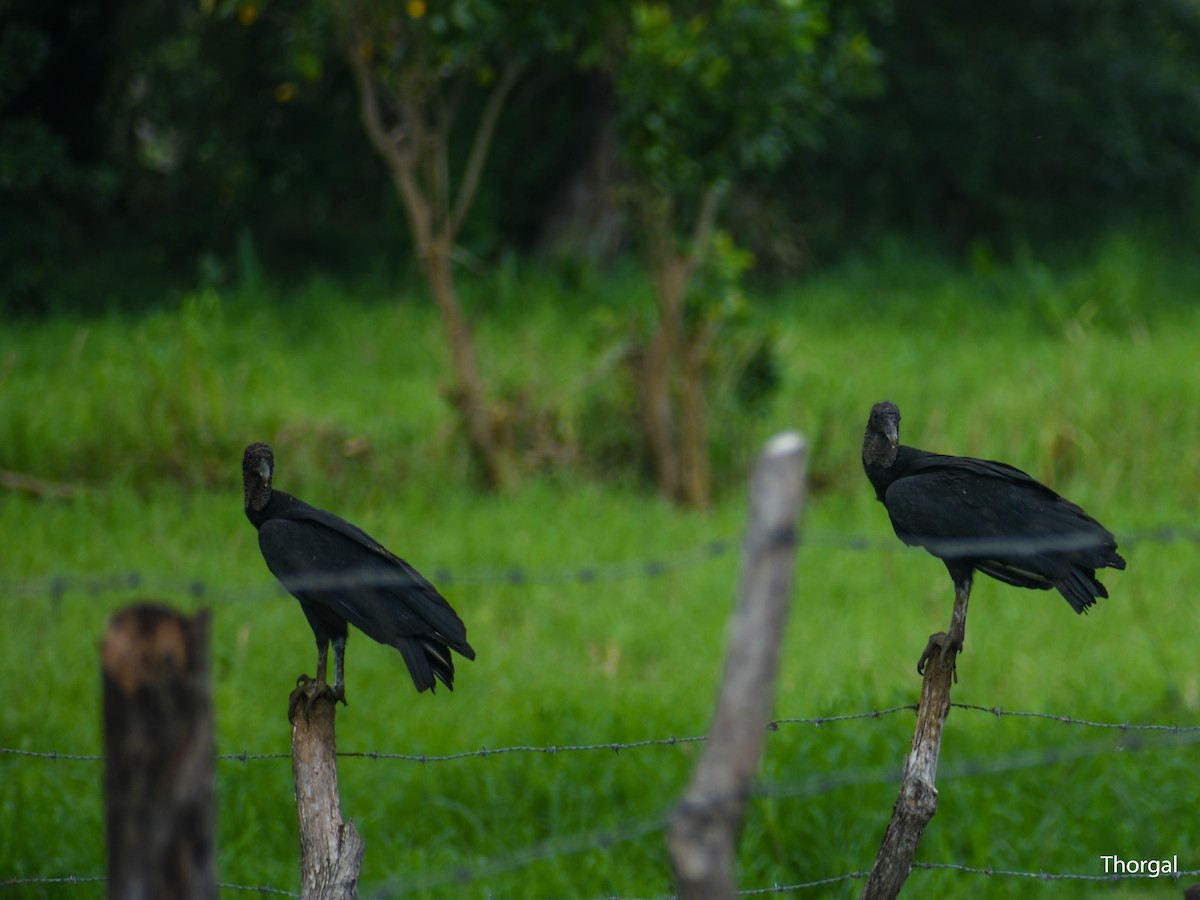 kondor havranovitý - ML644630984